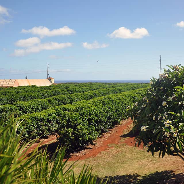 Kauai City Guide