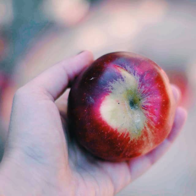 Apple Picking || Turntable Kitchen