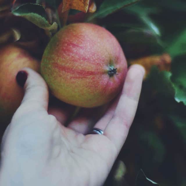 Apple Picking || Turntable Kitchen