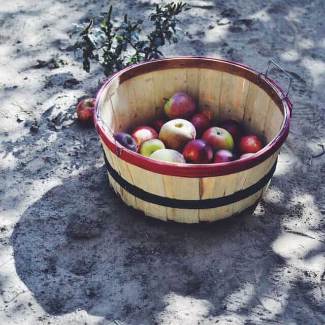 Apple Picking || Turntable Kitchen