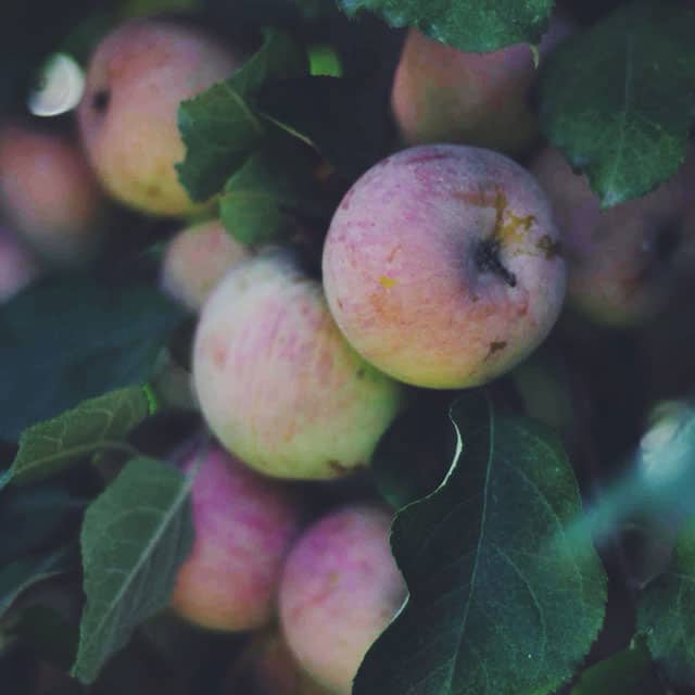 Apple Picking || Turntable Kitchen