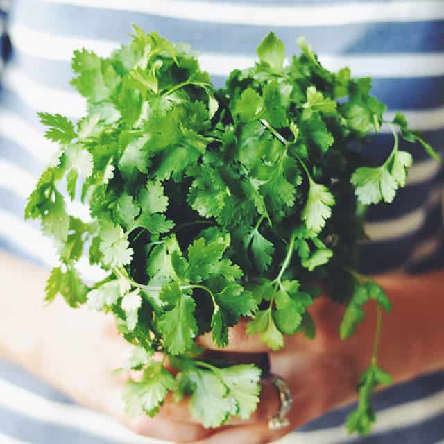 Herb Spotlight: 8 Ways to Use Cilantro