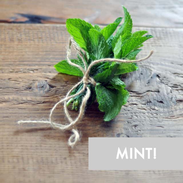 Herb Spotlight: 10 Ways to Use Fresh Mint