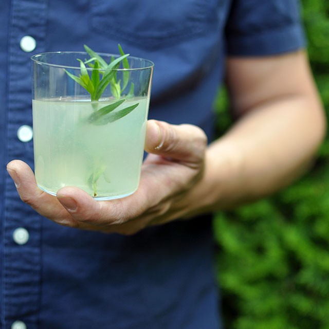 tarragon lemonade